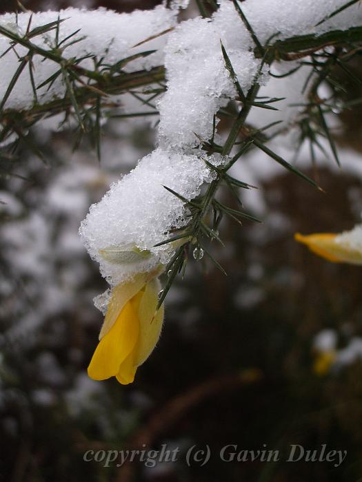 Snow and heath, Blackheath IMGP7548.JPG